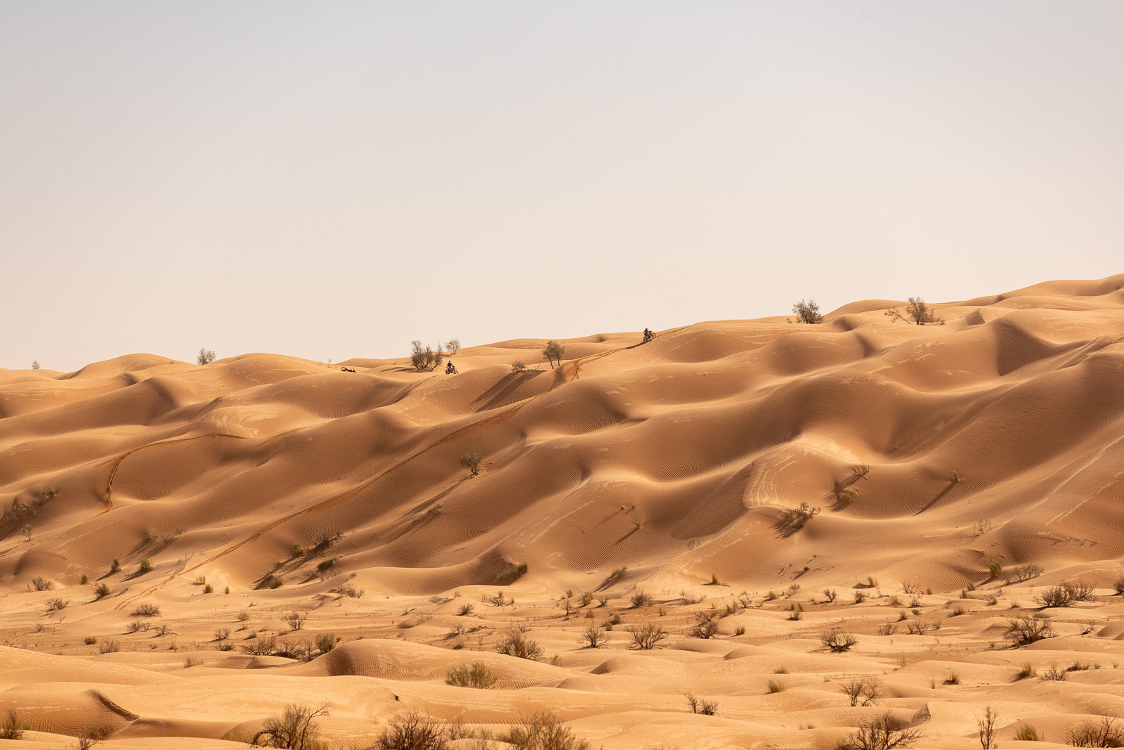 Sea of dunes in the open desert landscape